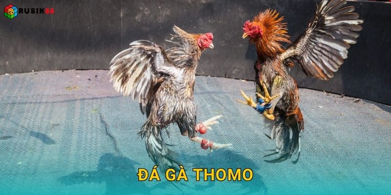 Đá gà Thomo – Sức nóng trường đấu huyền thoại tại Rubik88