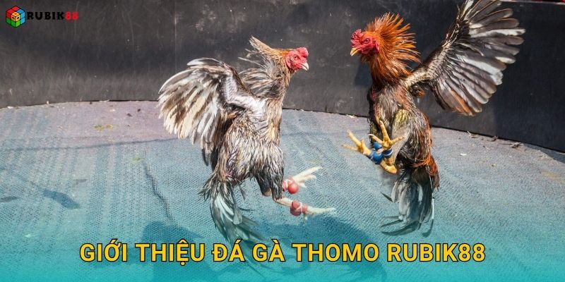 Giới thiệu đá gà Thomo Rubik88