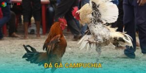 Đá gà Campuchia – Thưởng thức đẳng cấp quốc tế tại Rubik88