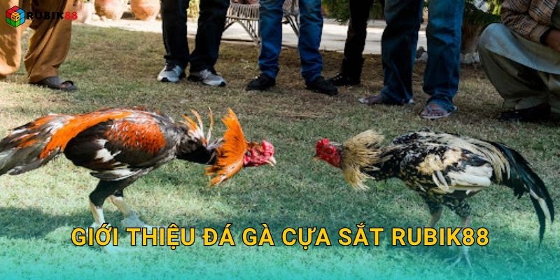 Đá gà cựa sắt – Đỉnh cao tốc độ và sát phạt tại Rubik88 2 Giới thiệu đá gà cựa sắt Rubik88