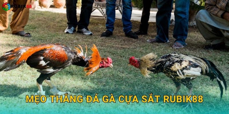 Đá gà cựa sắt – Đỉnh cao tốc độ và sát phạt tại Rubik88 3 Mẹo thắng đá gà cựa sắt Rubik88