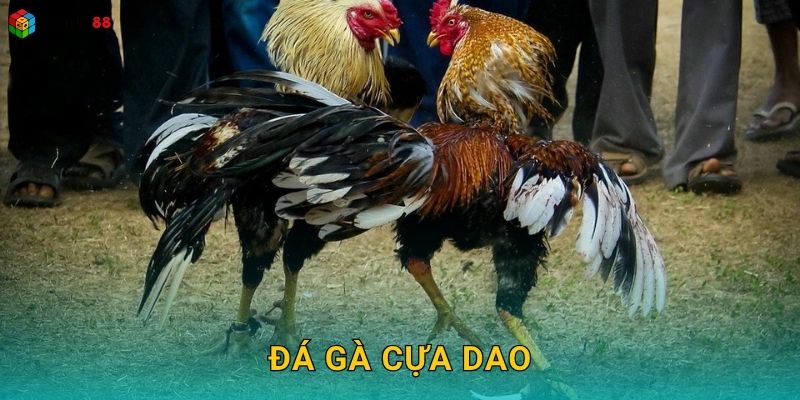 Đá gà cựa dao – Trận đấu kịch tính đến nghẹt thở tại Rubik88