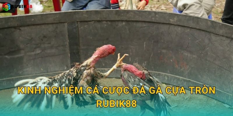 Kinh nghiệm cá cược đá gà cựa tròn Rubik88