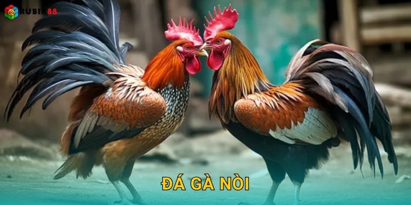 Đá gà nòi – Bản lĩnh chiến kê Việt tại Rubik88