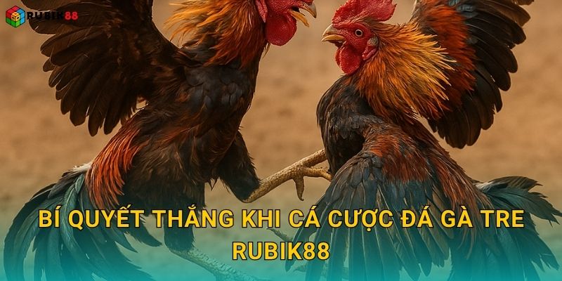 Bí quyết thắng khi cá cược đá gà tre Rubik88