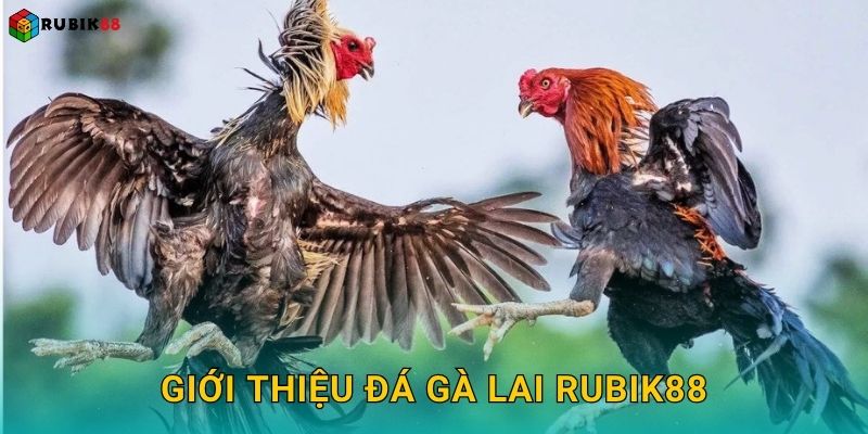 Giới thiệu đá gà lai Rubik88
