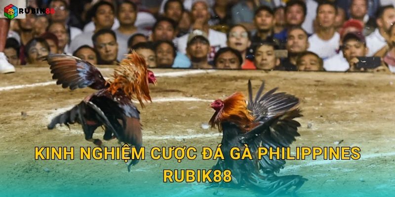 Kinh nghiệm cược đá gà Philippines Rubik88