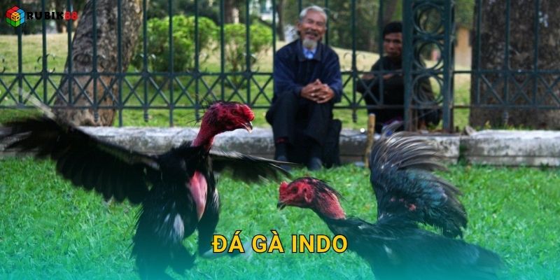 Đá gà Indo – Phong cách thi đấu mạnh mẽ tại Rubik88
