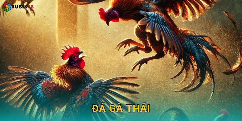 Đá gà Thái – Đấu trường nổi tiếng khu vực tại Rubik88 22 Đá gà Thái – Đấu trường nổi tiếng khu vực tại Rubik88