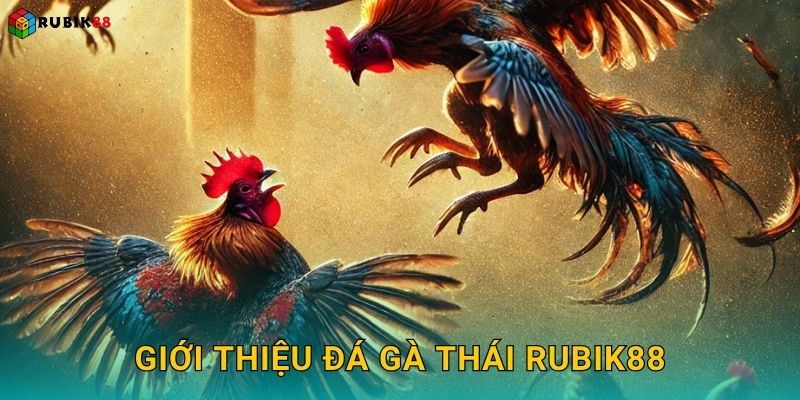 Giới thiệu đá gà Thái Rubik88
