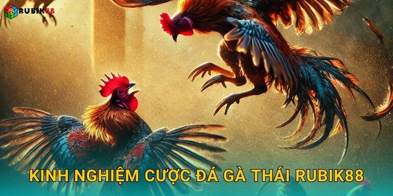 Kinh nghiệm cược đá gà Thái Rubik88