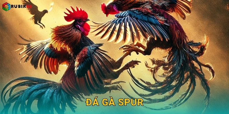 Đá gà Spur – Sự kết hợp hoàn hảo giữa sức mạnh và kỹ năng tại Rubik88 28 Đá gà Spur – Sự kết hợp hoàn hảo giữa sức mạnh và kỹ năng tại Rubik88