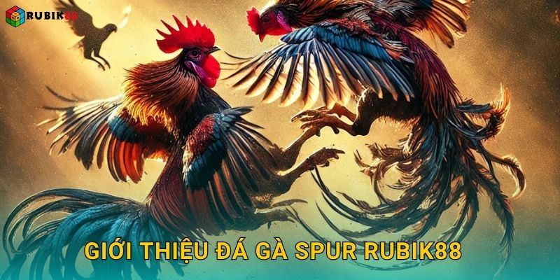 Giới thiệu đá gà Spur Rubik88