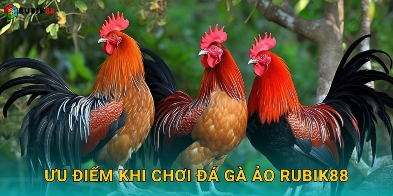 Ưu điểm khi chơi đá gà ảo Rubik88