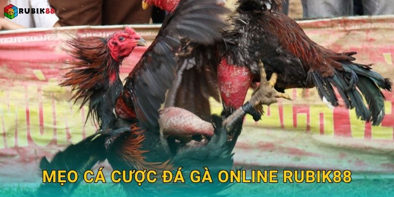 Mẹo cá cược đá gà online Rubik88