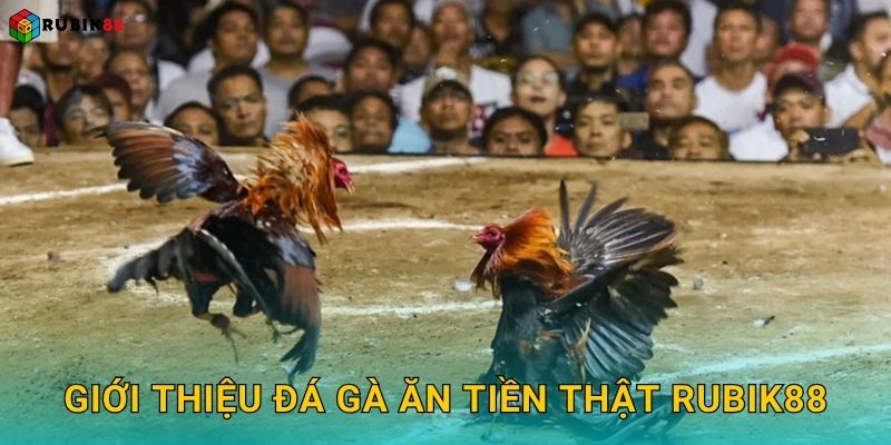 Giới thiệu đá gà ăn tiền thật Rubik88
