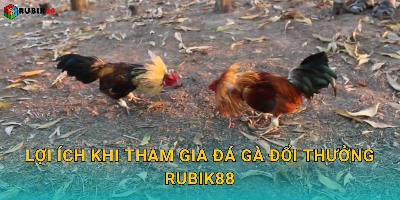 Lợi ích khi tham gia đá gà đổi thưởng Rubik88